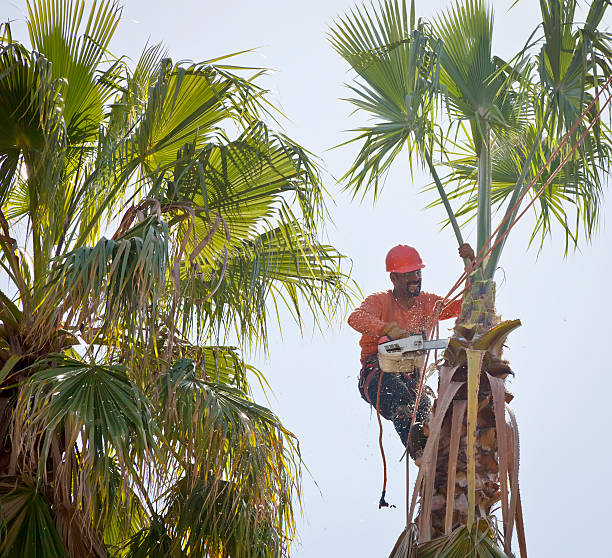 The Steps Involved in Our Tree Care Process in Coral Hills, MD